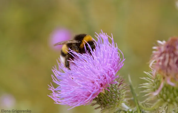 Picture purple, flowers, bumblebee