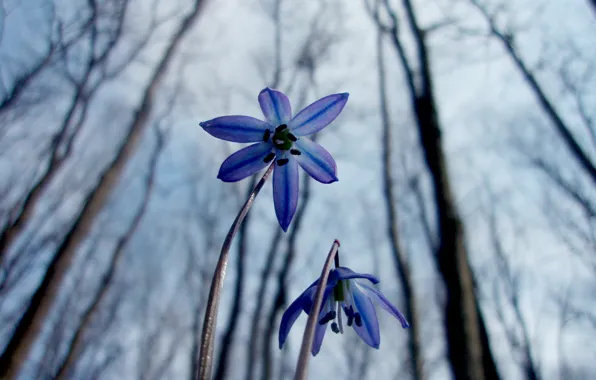 Picture macro, flowers, nature, spring, snowdrops, Scilla