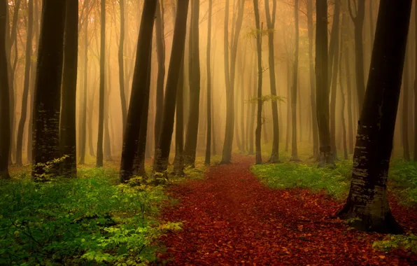 Picture autumn, forest, leaves, trees