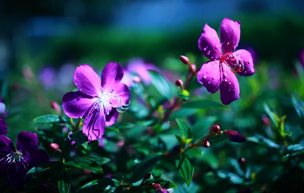 Picture greens, purple, flowers, background, bright, flowers, a couple, lilac
