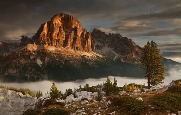 Picture forest, mountains, fog, tree, rocks