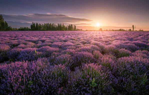 Field, summer, trees, flowers, dal, a lot, lavender, lilac