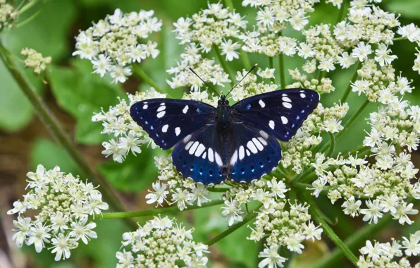 Picture macro, flowers, butterfly, Lentochnykh bluish