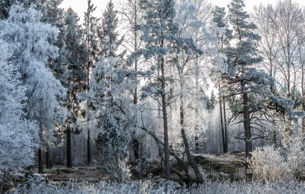 Frost, forest, trees