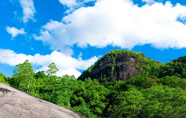 Picture greens, forest, the sky, the sun, clouds, trees, mountains, rocks