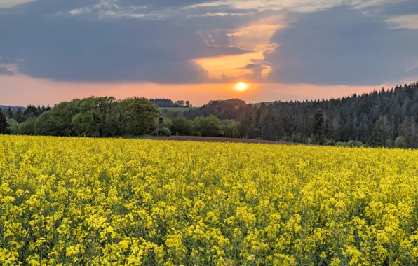 Forest, the sky, rape, rapeseed field