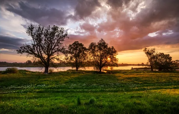 Picture summer, the sky, grass, clouds, trees, river, dandelion, dawn