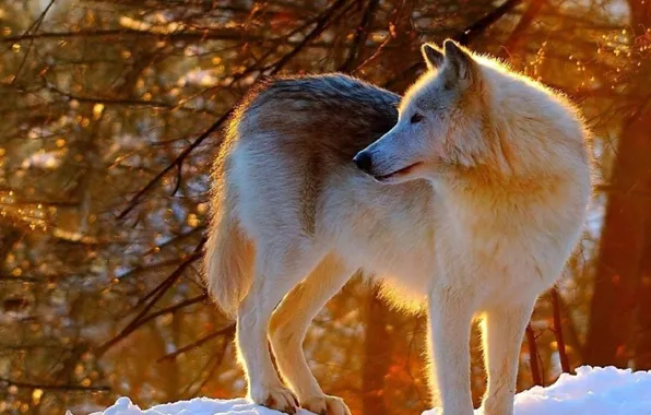 Nature, predator, animal, wolf, wildlife, portrait, portrait., Canis lupus. face