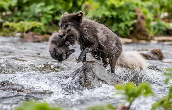 River, cub, Fox, Arctic Fox