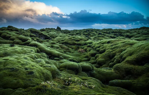 Hills, moss, green, Ireland, photo, photographer, Andrés Nieto Porras, the plants