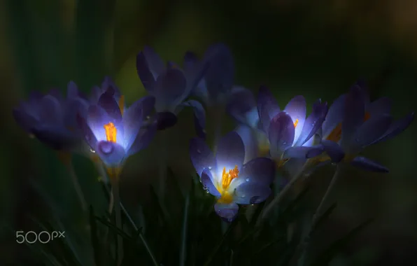 Light, flowers, darkness, crocuses, tarnish