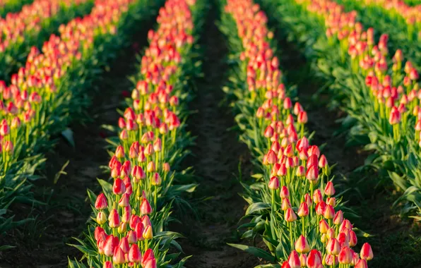 Field, light, flowers, spring, tulips, red, the ranks, paths