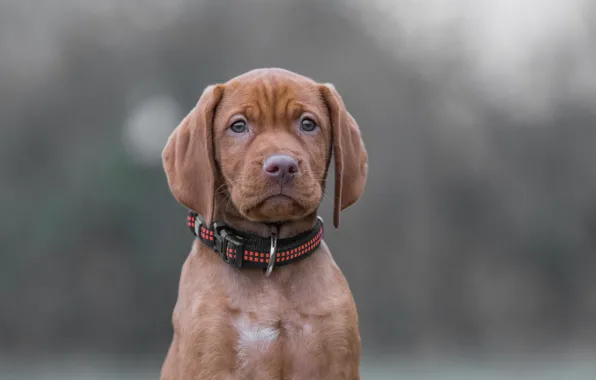 Look, background, dog, puppy, collar, face, Marking the Hungarian