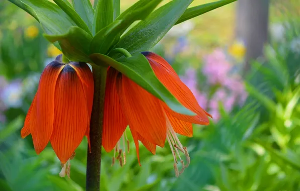 Flowers, Spring, Flowers, Spring, the Imperial fritillary