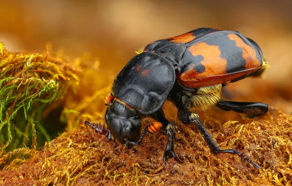 Macro, background, black, moss, beetle, red, brown, striped