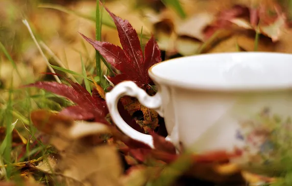 Autumn, grass, leaves, macro, nature, Cup, white