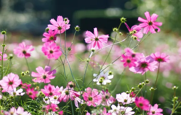 Summer, flowers, pink, Sunny, field, kosmeya