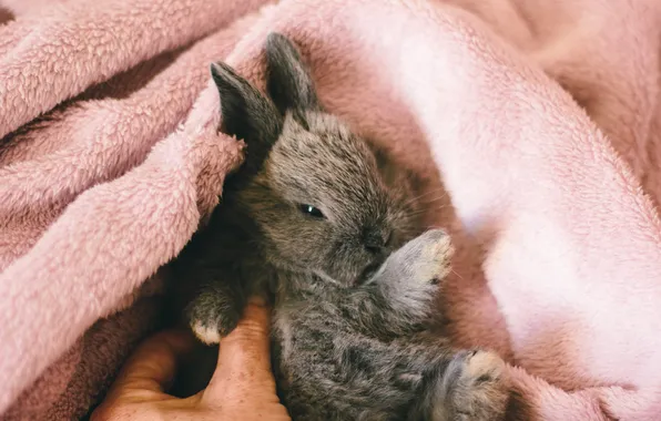 Picture animal, legs, grolik