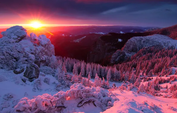 Winter, forest, the sky, the sun, rays, snow, trees, sunset