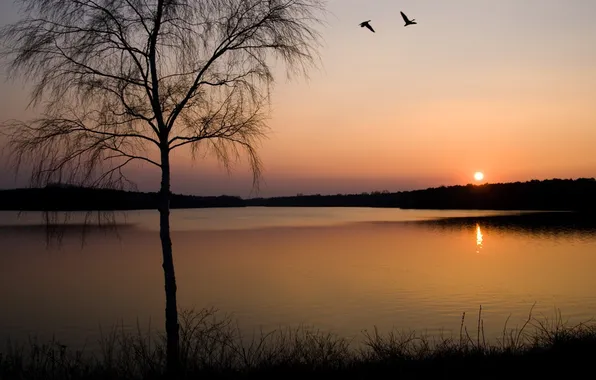 Picture the sky, grass, sunset, birds, reflection, tree, pond