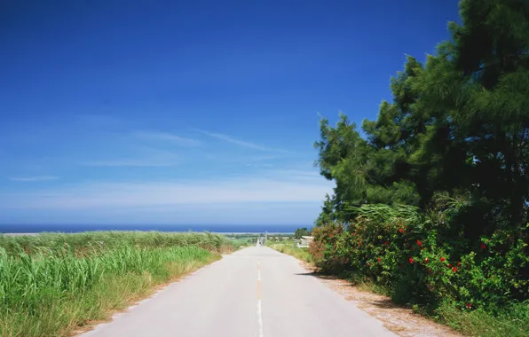 Picture road, the sky, trees