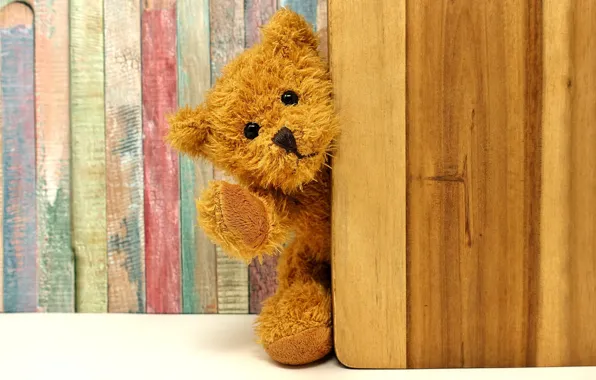 Toy, bear, The door