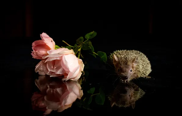 Look, flowers, reflection, table, roses, muzzle, hedgehog, pink