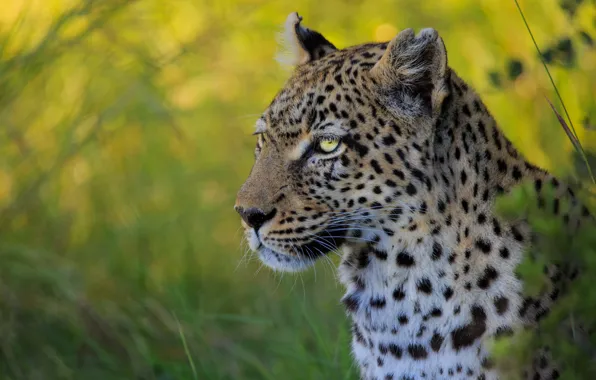 Face, portrait, leopard, wild cat, bokeh