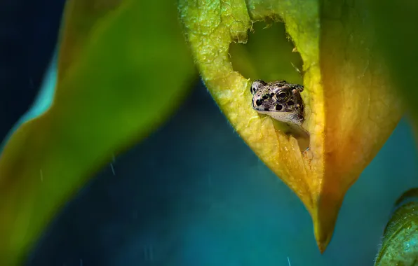 Leaves, drops, rain, leaf, frog, hole, blue background, bokeh