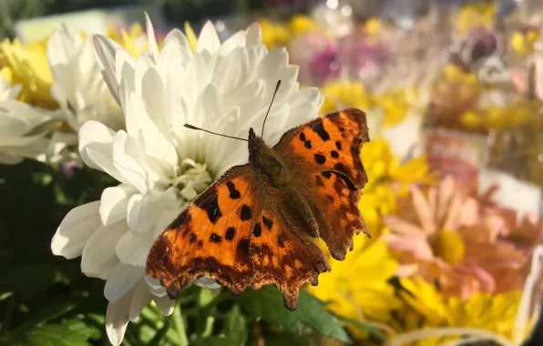 Summer, macro, flowers, butterfly, bokeh, dahlias, urticaria