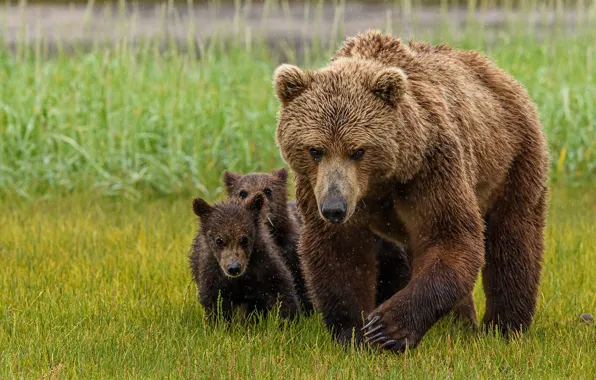 Picture grass, look, pose, rain, glade, bear, bear, walk
