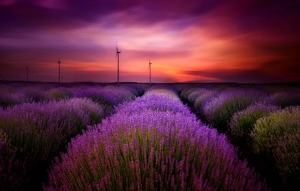 Picture the sky, clouds, landscape, sunset, flowers, nature, lavender
