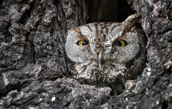 Owl, disguise, the hollow