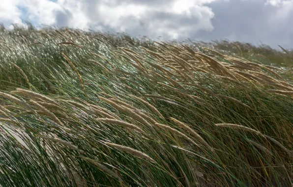 Sea, grass, the sun, the wind, shore
