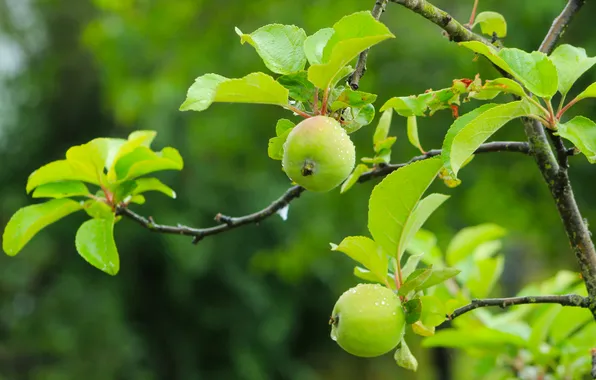Apple, tree, fruit