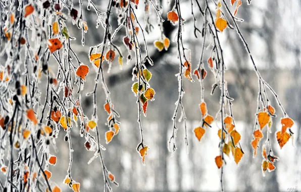 Frost, leaves, branches, autumn, freezing