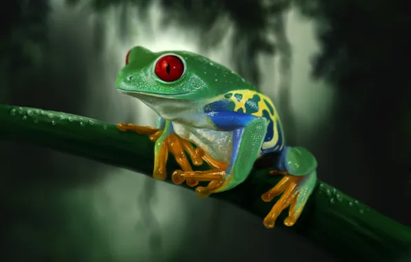 Drops, Rosa, frog, blur, stem, art, red eyes