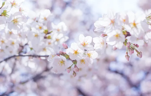 Flowers, branches, tree, spring, white, flowering