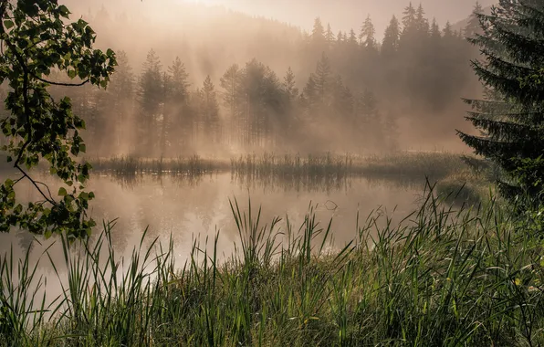 Picture forest, grass, trees, fog, lake, the reeds, dawn