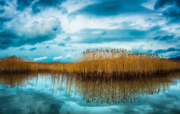 The sky, clouds, lake, reflection, plant