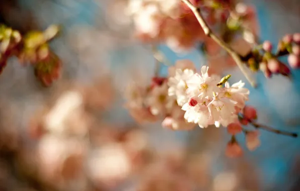 Macro, flowers, cherry, branch, spring, Sakura, flowering