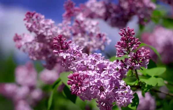 Summer, the sky, beauty, lilac