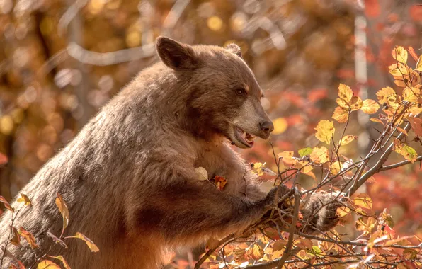 Autumn, look, light, branches, nature, pose, foliage, bear