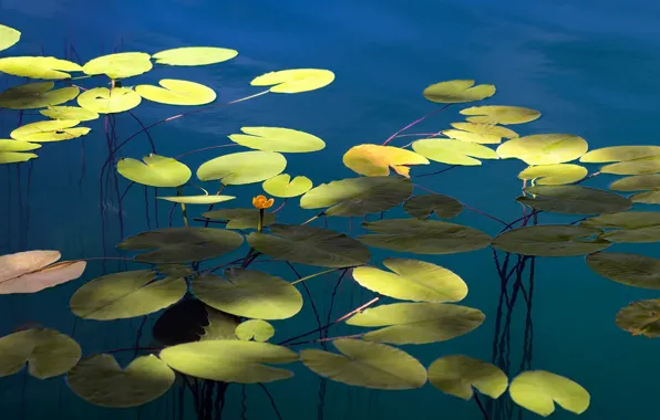 Picture summer, lake, Lily