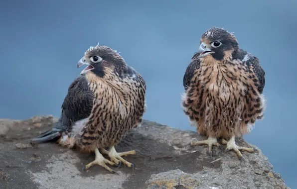 Birds, background, pair, Falcon, Duo, two, falcons, predatory