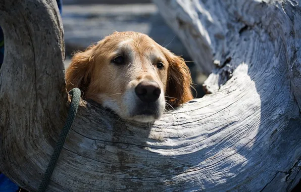 Tree, dog, animals, Bella