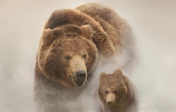 Picture Russia, snow, bears, Land of Bears, filmed in Russia, the Kamchatka Peninsula, Bears of Kamchatka …