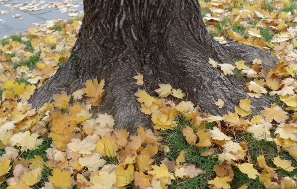 Picture Tree, Autumn, Fall, Foliage, Tree, Autumn, Falling leaves, Yellow leaves