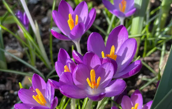Leaves, light, flowers, spring, petals, garden, crocuses, stamens
