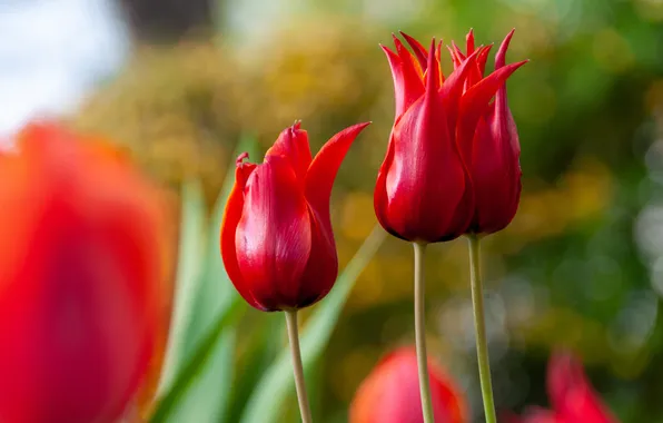 Flowers, spring, tulips, red, trio, buds, bokeh, blurred background